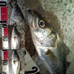 セイゴ(マルスズキ)の釣果