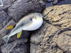 フグの釣果