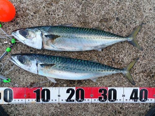 サバの釣果
