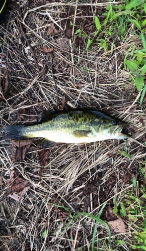 ブラックバスの釣果