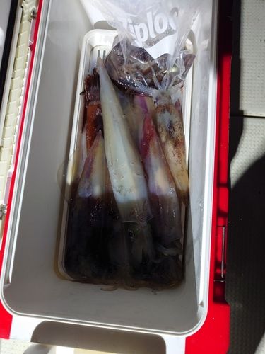 ケンサキイカの釣果