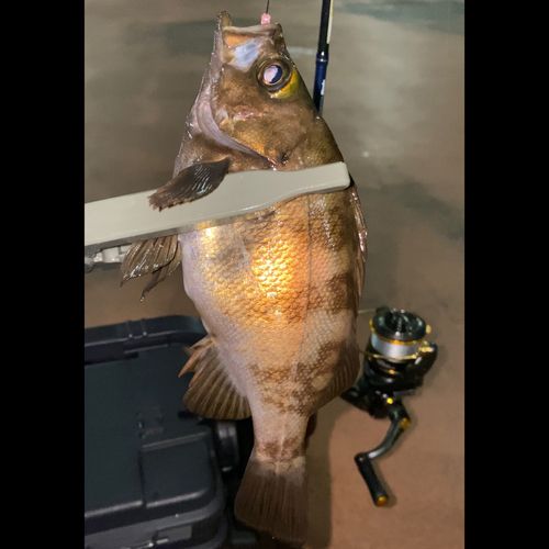 メバルの釣果