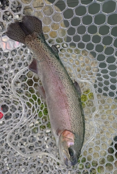 ニジマスの釣果