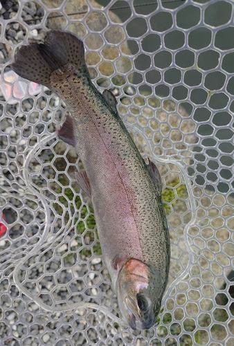 ニジマスの釣果