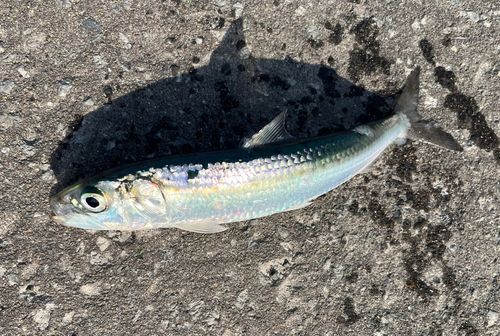 イワシの釣果