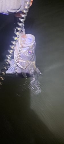 スズキの釣果