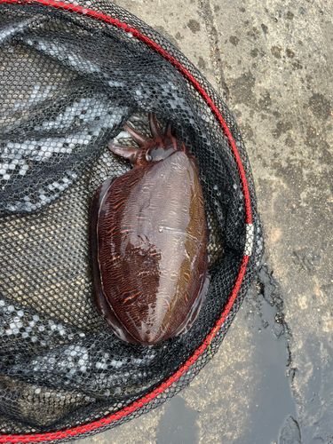 モンゴウイカの釣果
