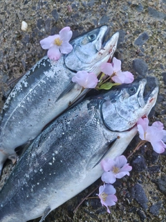 サクラマスの釣果