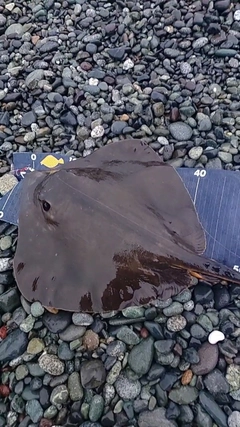 エイの釣果