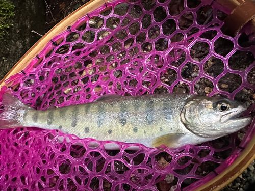 ヤマメの釣果