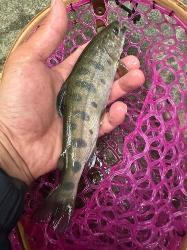 ヤマメの釣果