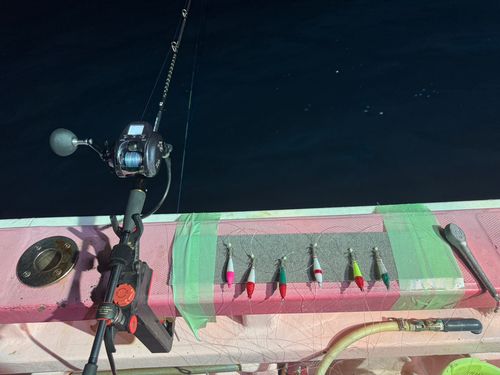 ムギイカの釣果