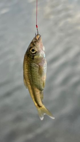 クチボソの釣果
