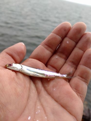 カタクチイワシの釣果
