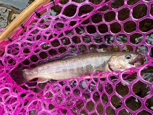 イワナの釣果