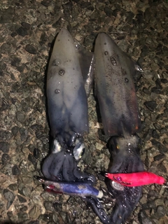 マメイカの釣果