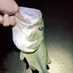 ブラックバス