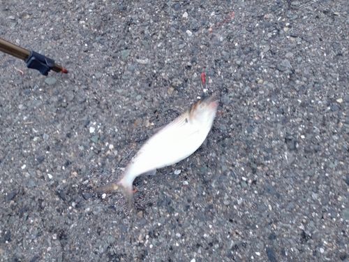 コノシロの釣果