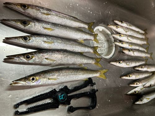 カマスの釣果