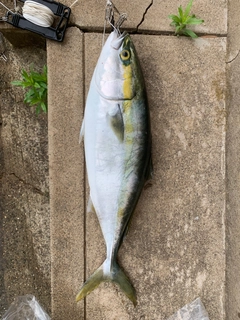 フクラギの釣果