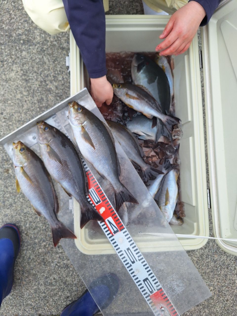 第三つちそう丸 船長さんの釣果 3枚目の画像