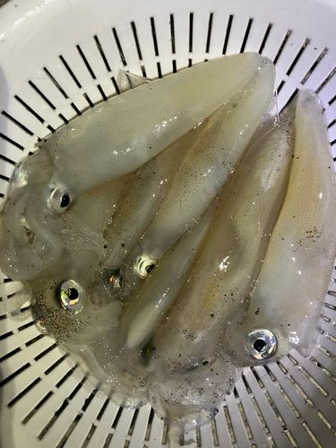 ヤリイカの釣果