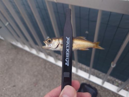 ムツ