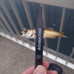 ムツ