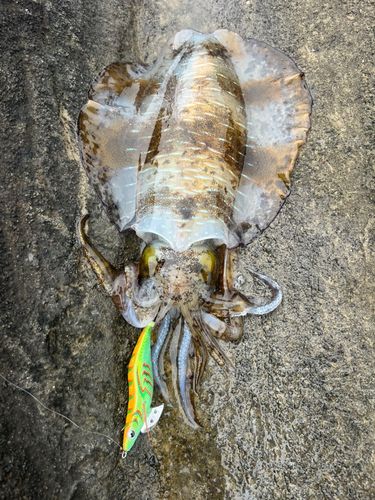 アオリイカの釣果