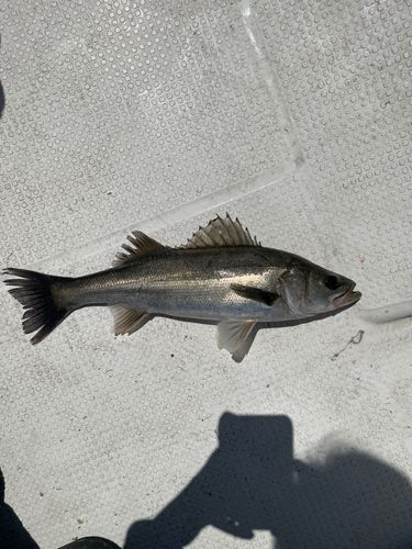 フッコ（マルスズキ）の釣果