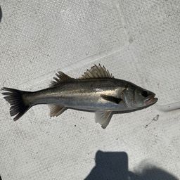 フッコ（マルスズキ）