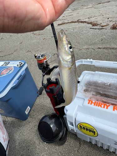 キスの釣果