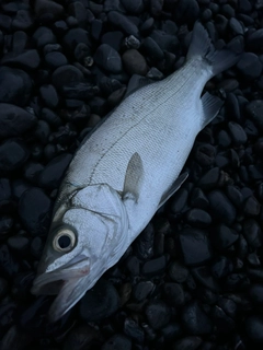 ヒラスズキの釣果