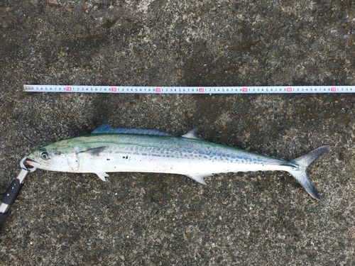サゴシの釣果