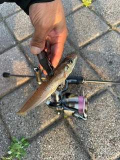 キスの釣果