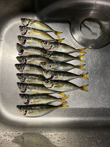 アジの釣果