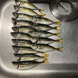 アジ