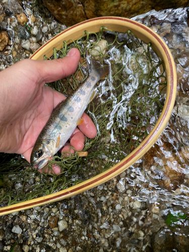 アマゴの釣果