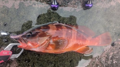 アカハタの釣果