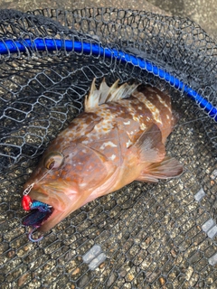 キジハタの釣果