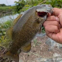 スモールマウスバス
