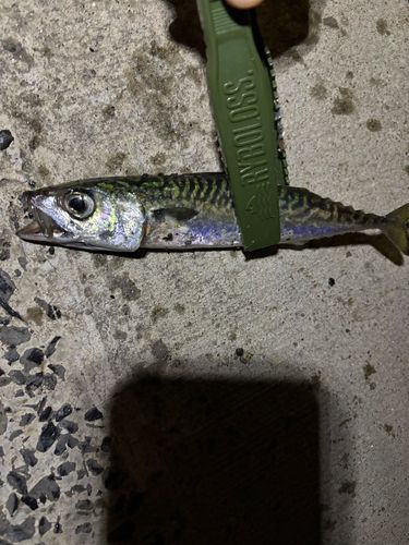 サバの釣果