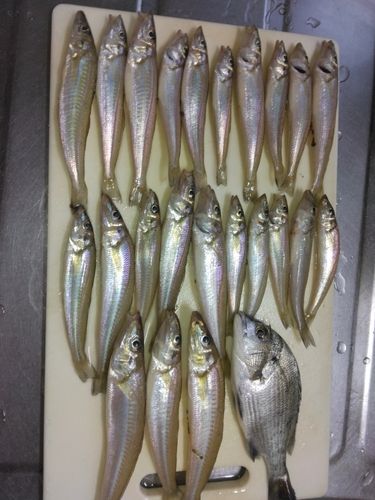 シロギスの釣果