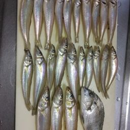 シロギス