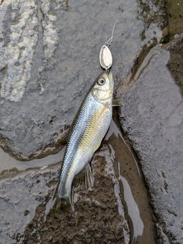カワムツの釣果
