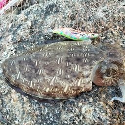 モンゴウイカ