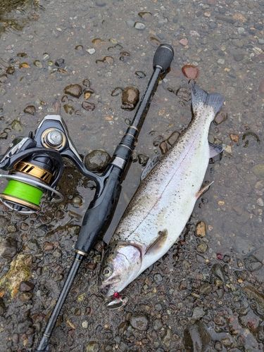 ニジマスの釣果