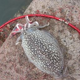シリヤケイカ