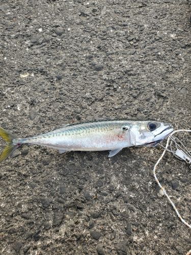 サバの釣果