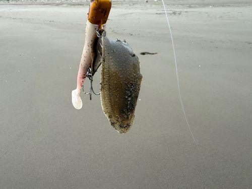 シタビラメの釣果